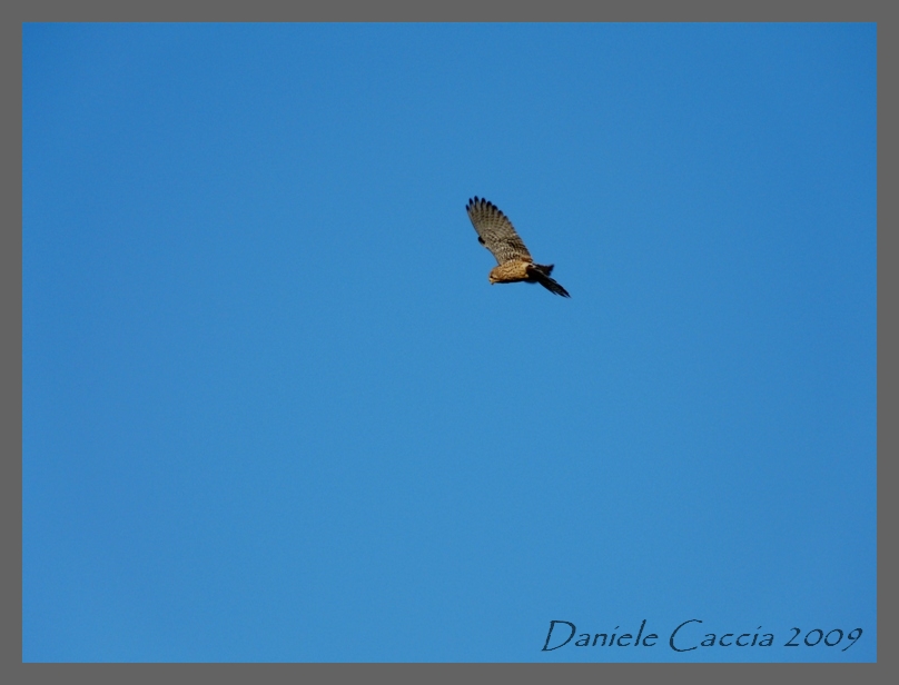 Falco tinnunculus, Gheppio comune.